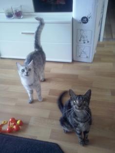 Liebe volle katzen abzugeben