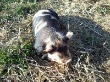 Kune Kune Schweine