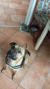 Aus Zeitmangel muss ich meinen geliebten Spike angeben es ist ein Amstaff-Schäfe