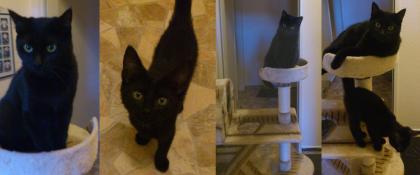 2 schwarze Katzen Katze Kater suchen ein neues zu Hause