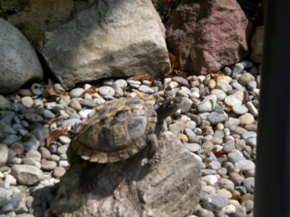 Ouachita Wasserschildkröte