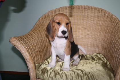 Beaglewelpem, tricolour, of the Jolly Kids, abgabebereit