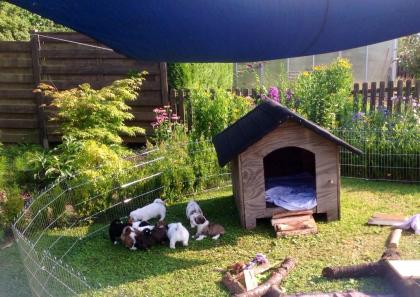 6 Wochen alte Welpen