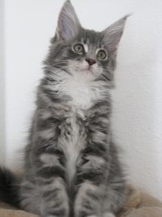 Schöne typvolle Maine Coon Kitten mit Stammbaum