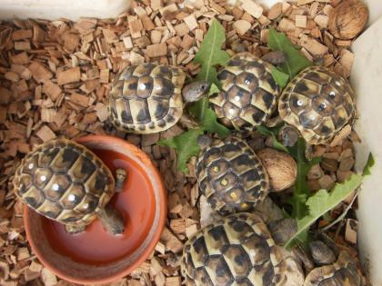 GriechischeLandschildkröten THB