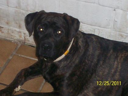 Tarras sucht Liebevolles neues Zuause /Kein Listenhund