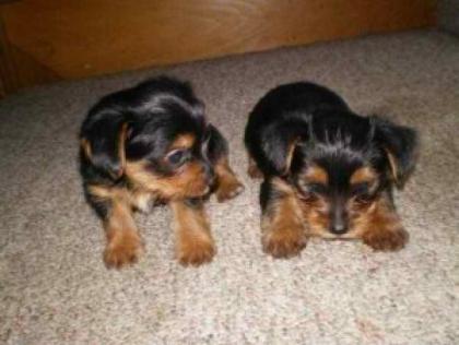Zwei reinrassige Yorkshire Terrier Welpen