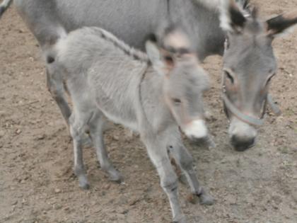 Afrikanische Großeselstute, Eselhengstfohlen, Islandstute zu verkaufen