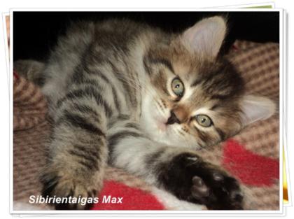 Sibirientaigas-19 Jahre Sibirische Katzen