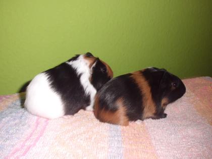 2 süße Böckchen suchen ein neues Zuhause