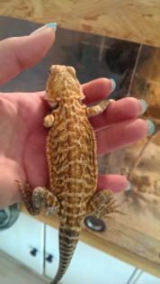 6 süße Bartis suchen dringend ein neues Terrarium