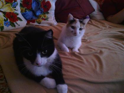 Katzenpärchen inkl. Katzenzubehör in liebevolle Hände abzugeben