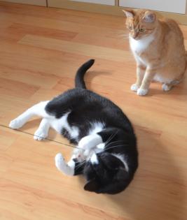Verspieltes Katzenpärchen sucht neues zu Hause im Grünen
