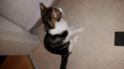 Kleinen Kater in liebevolle Hände abzugeben