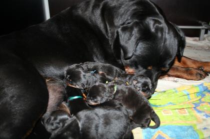Rottweilerwelpen von Bonny vom Hause Hegel und Checko vom Haus Rosenberger