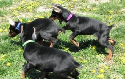 Schöne reinrassige Dobermannwelpen mit Papieren.