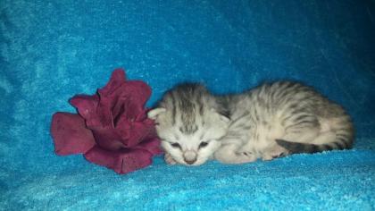Maine Coon Bengalen Mixe Hunde gewohnt