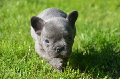 Alternativ Schöne Bulldog Welpen 8 Wochen