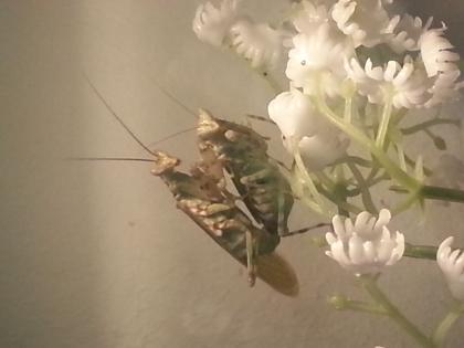 Asiatische Blütenmantis Creoboter elongatus