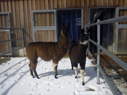 LAMAS aus Artgerechter Haltung