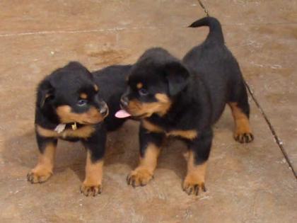 Rottweiler-Welpe, Hündin, 11 Wochen alt, mit ADRK-Papieren