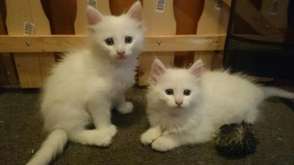 Norweger - Mixkitten suchen neues Wohlfühl zuhause