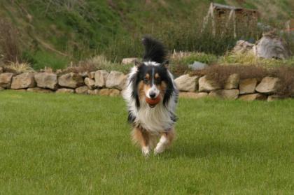 Collie Deckrüde Britischer tricolour Langhaarcollie schwarz weiss tan sportlich
