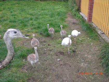 2 weiße Nanduküken aus Naturbrut