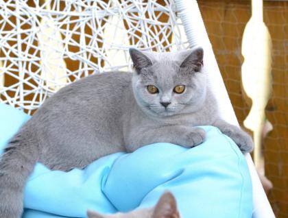 BKH Katzenbabys mit Stammbaum