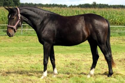 Suche Anfängerpferd ab 1, 60