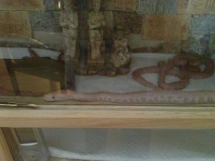 Dunkle Albino Tigerpythen aus eigener Nachzucht zu verkaufen