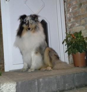 Langhaar Collie Deckanzeige