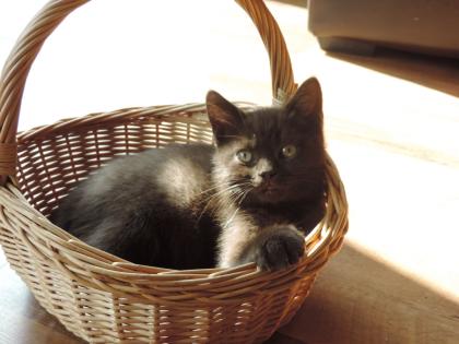 2 Bkh-Kitten in chocolate mit Stammbaum abzugeben