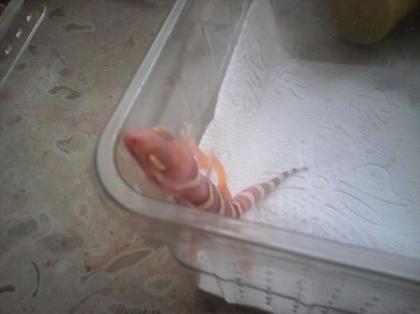Leopardgeckos Gruppen Jungtiere