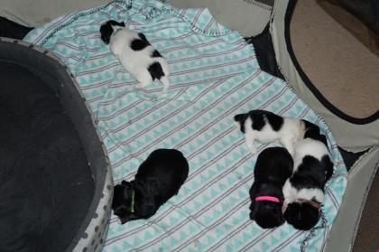 Shih Tzu Welpen