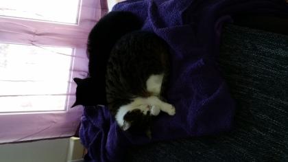 2 süße Schmusekatzen suchen ein kuschliges neues Zuhause