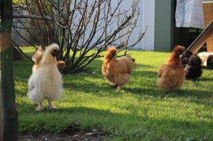 Sehr gut befruchtete Zwergseidenhuhn Bruteier und Zwergseidenhühner Küken, ganz