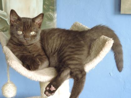 BKH - Kitten, Mädchen in chocolate mit Stammbaum abzugeben