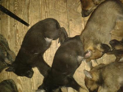 Deutsche belgische Schäferhundewelpen