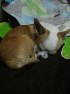 Einzigartiger chihuahua mit zwei versch. augenfarben