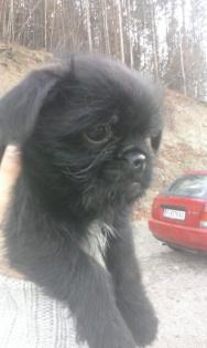 Hallo wir sind 3 Welpen und suchen ein neues zu Hause