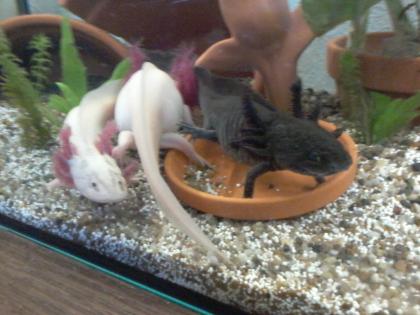 Axolotl Nachzuchten zu verkaufen