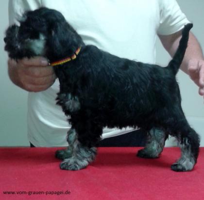 Rüde Welpe schwarz/silber