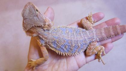 Bartagamen Pogona Vitticeps Jungtiere mit seltenem Blauanteil