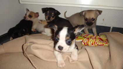 Süße Mini-Chihuahua/Chihuahua-Welpen abzugeben
