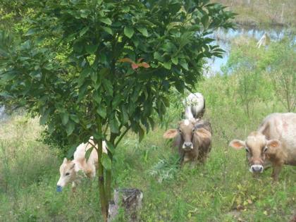 Brasilien Bahia Fazenda 1. 100 ha Viehzucht