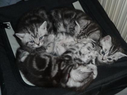 Britisch Kurzhaar Babys Whiskaskätzchen