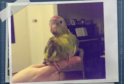 Super handzahmer und verspielter Ziegenhahn kann bald in ein neues zu Hause