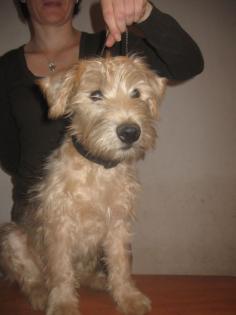 Irish Soft Coated Wheaten Terrier Welpen