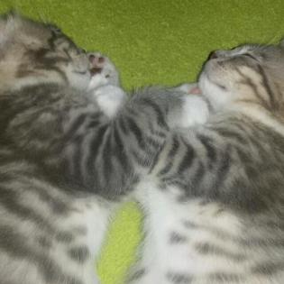 Süße Main Coon bengal kitten abzugeben